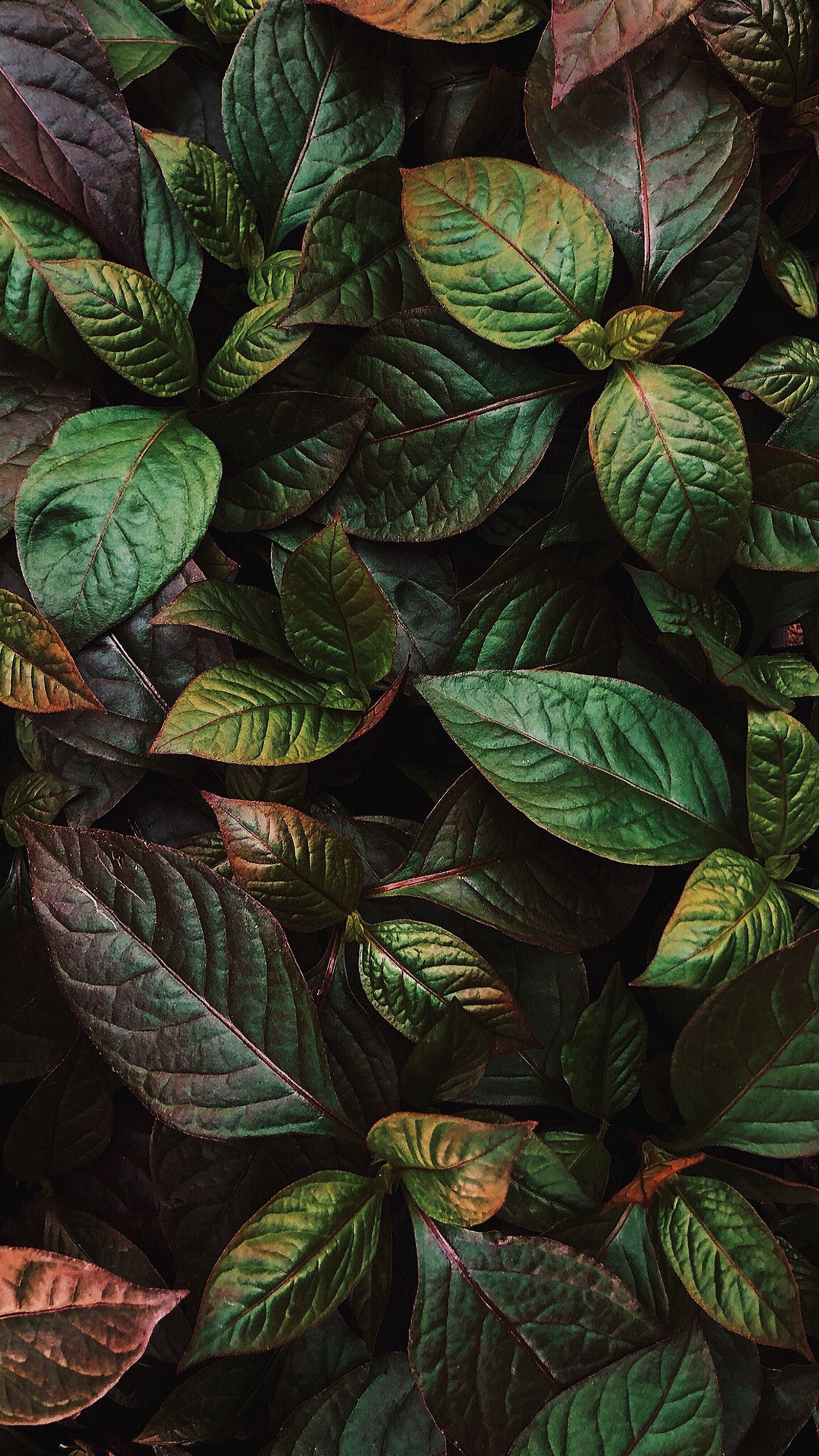 Gros plan d'un tas de feuilles vertes et rouges (nature, hd, vert, feuilles)