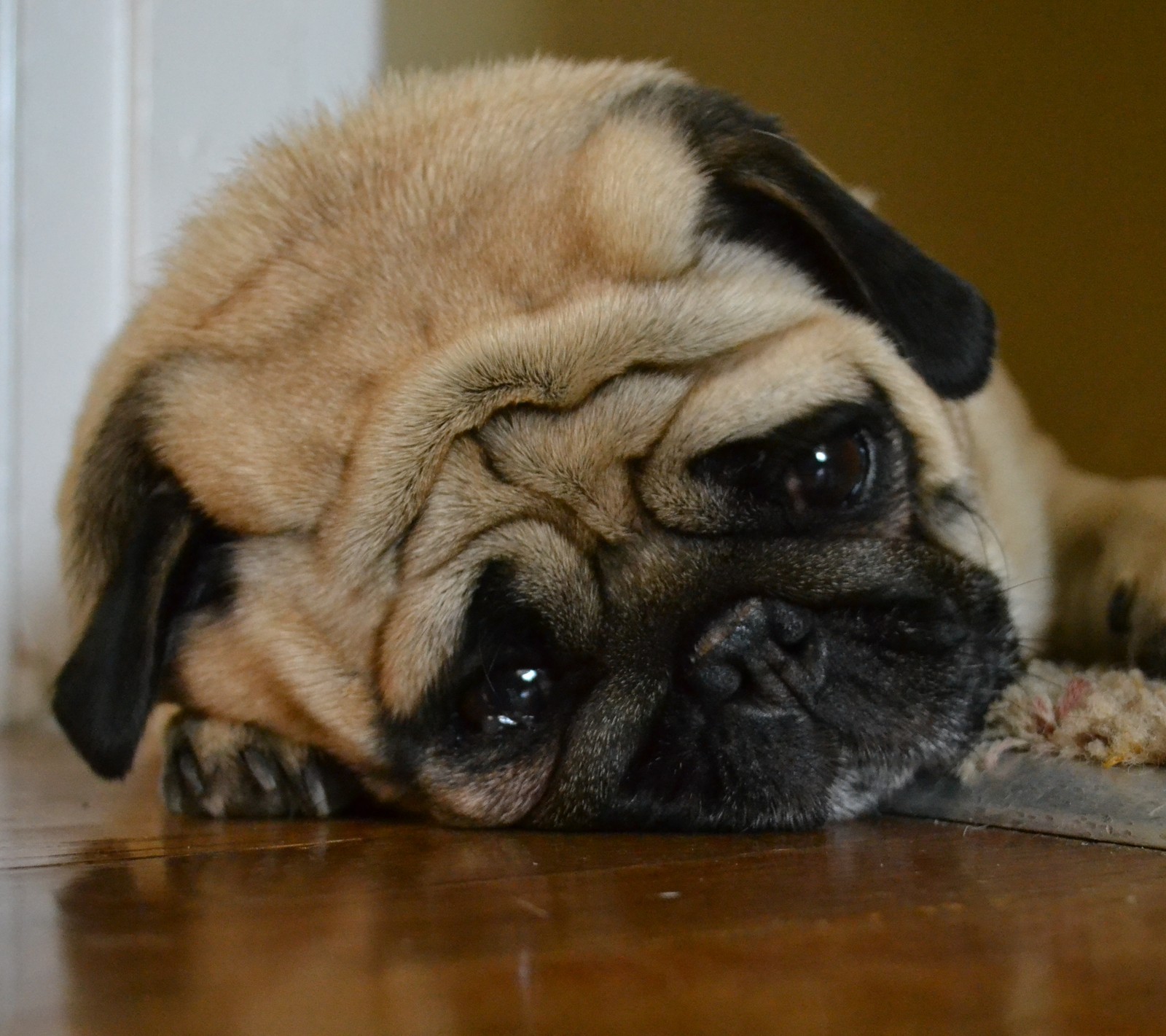 Hay un perro pug acostado en el suelo con la cabeza en la alfombra (animal, molesto, aww, perro, mascota)