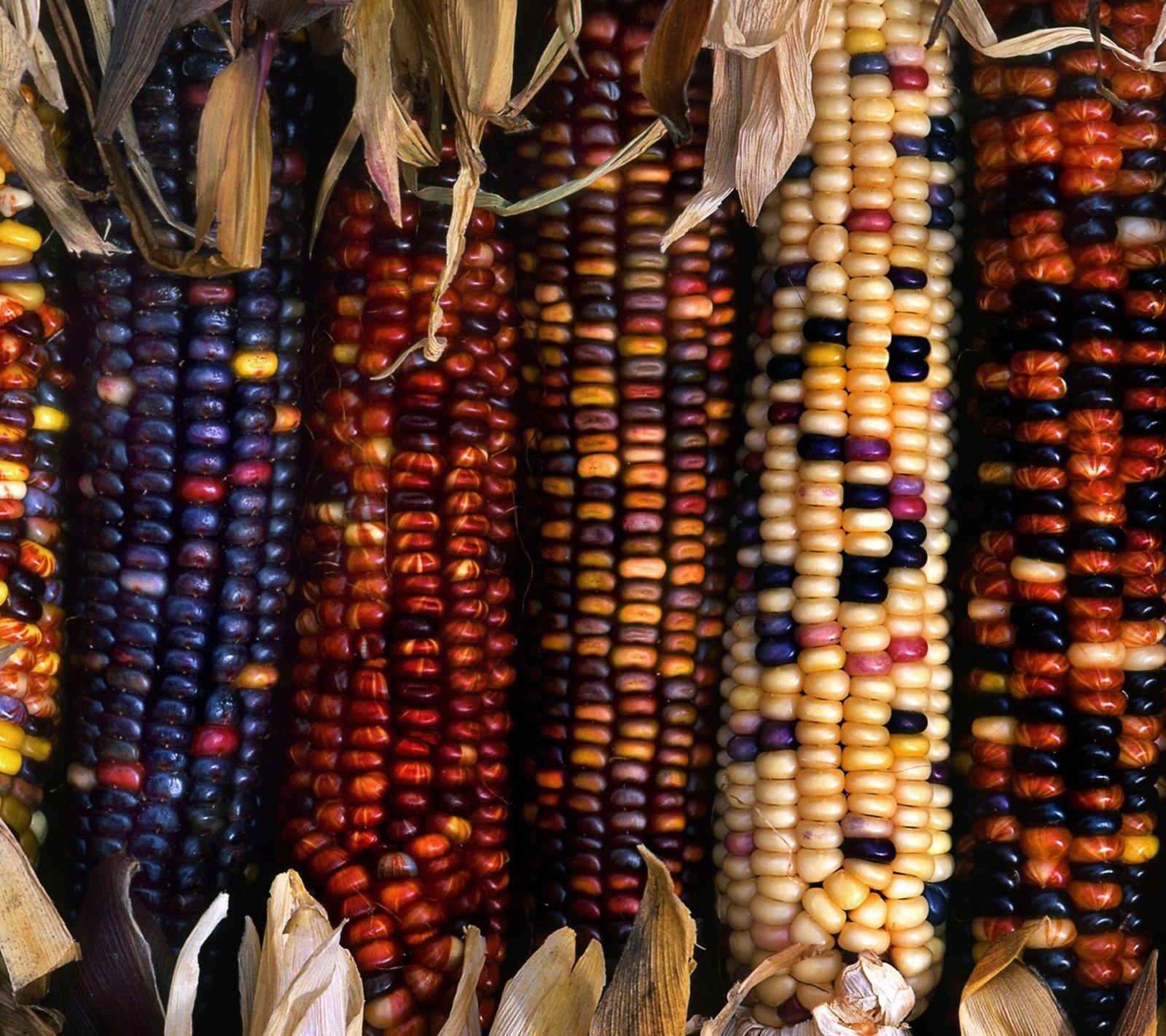 A close up of a bunch of corn that is hanging from a rack (android, apple, iphone 5s, nexus 7, note 3)