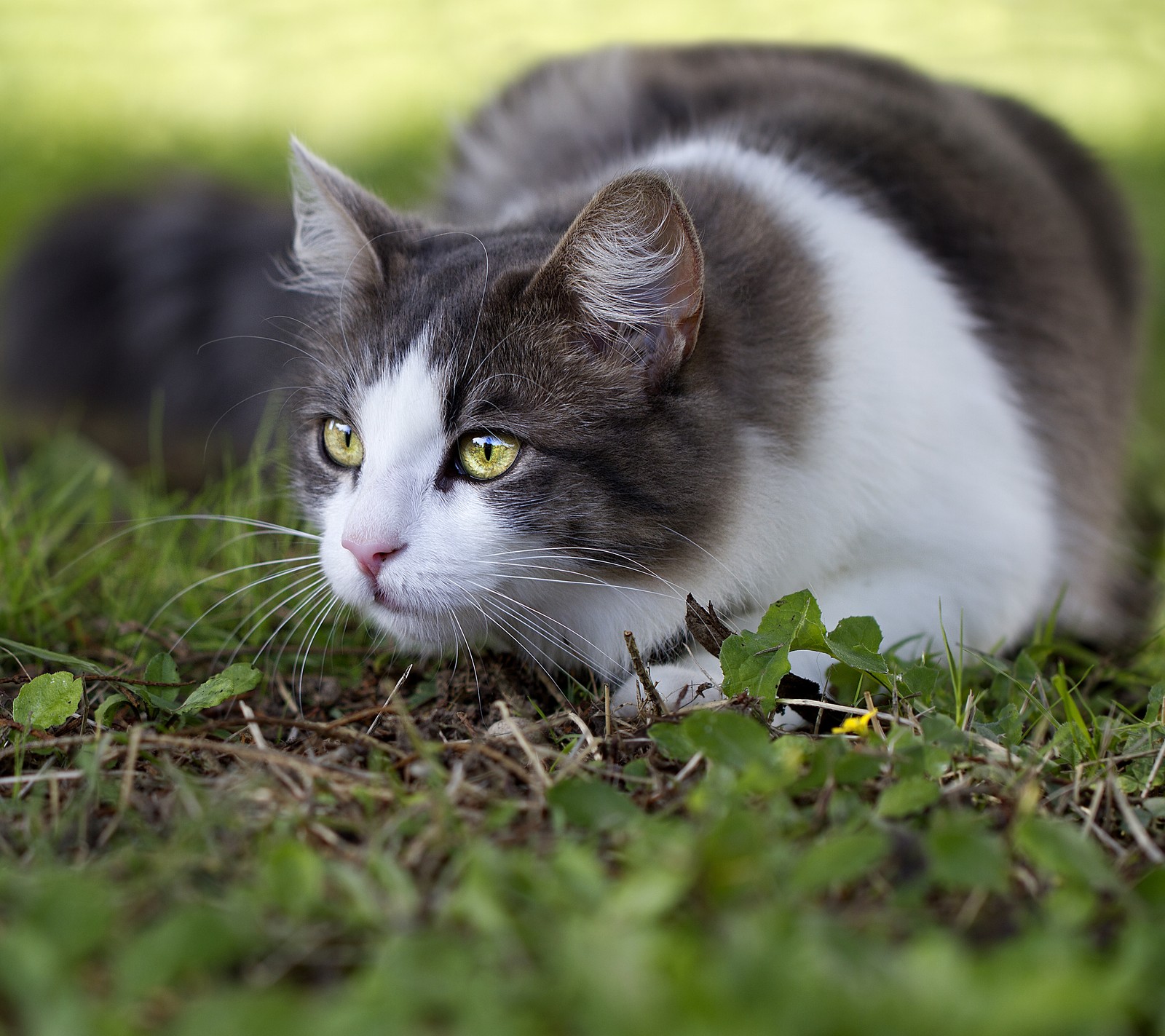 Téléchargez le fond d'écran chat, yeux