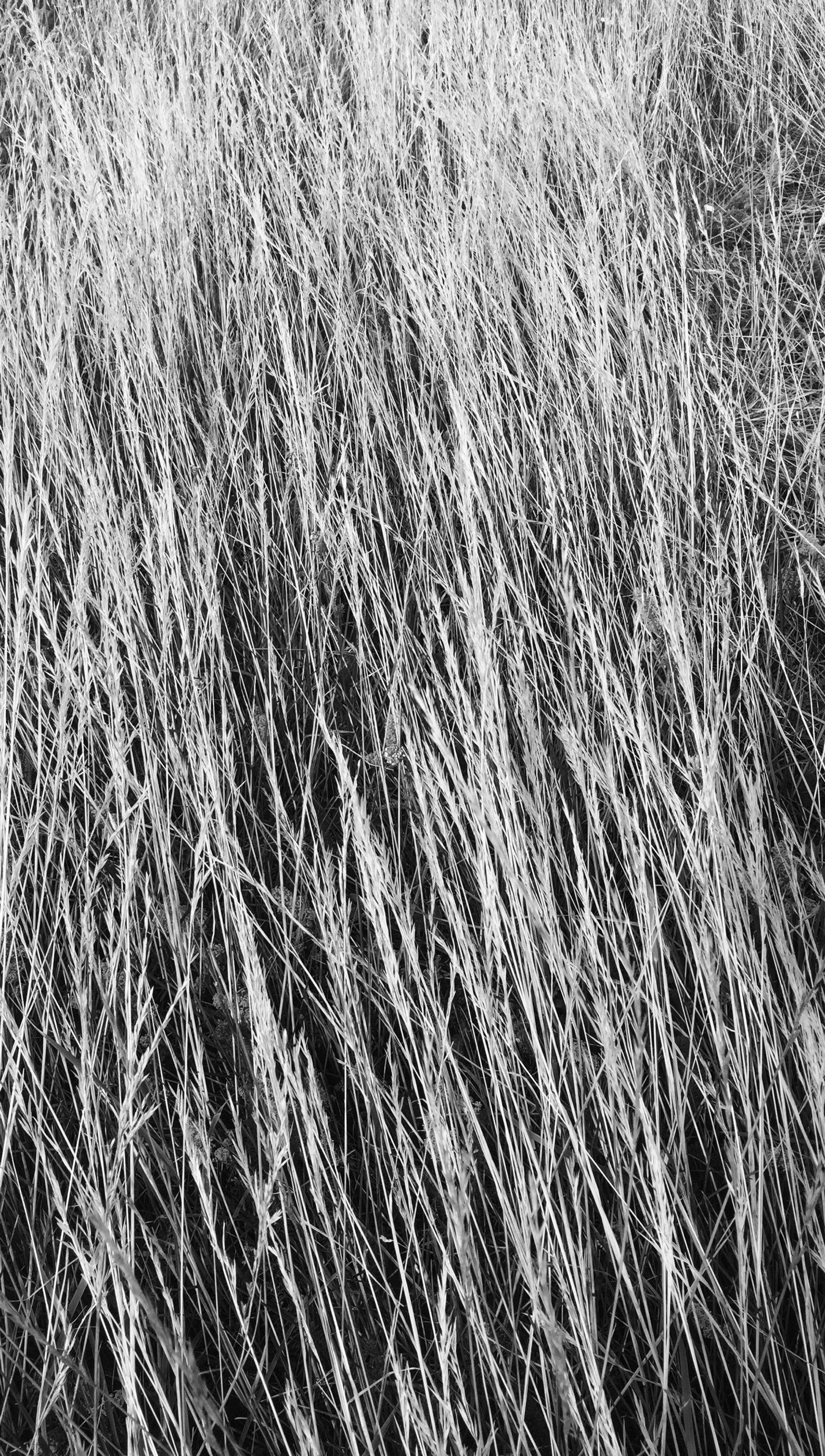 Lade herbst, schwarz, schwarz weiß, gras Hintergrund herunter