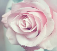 pink, rose wallpaper