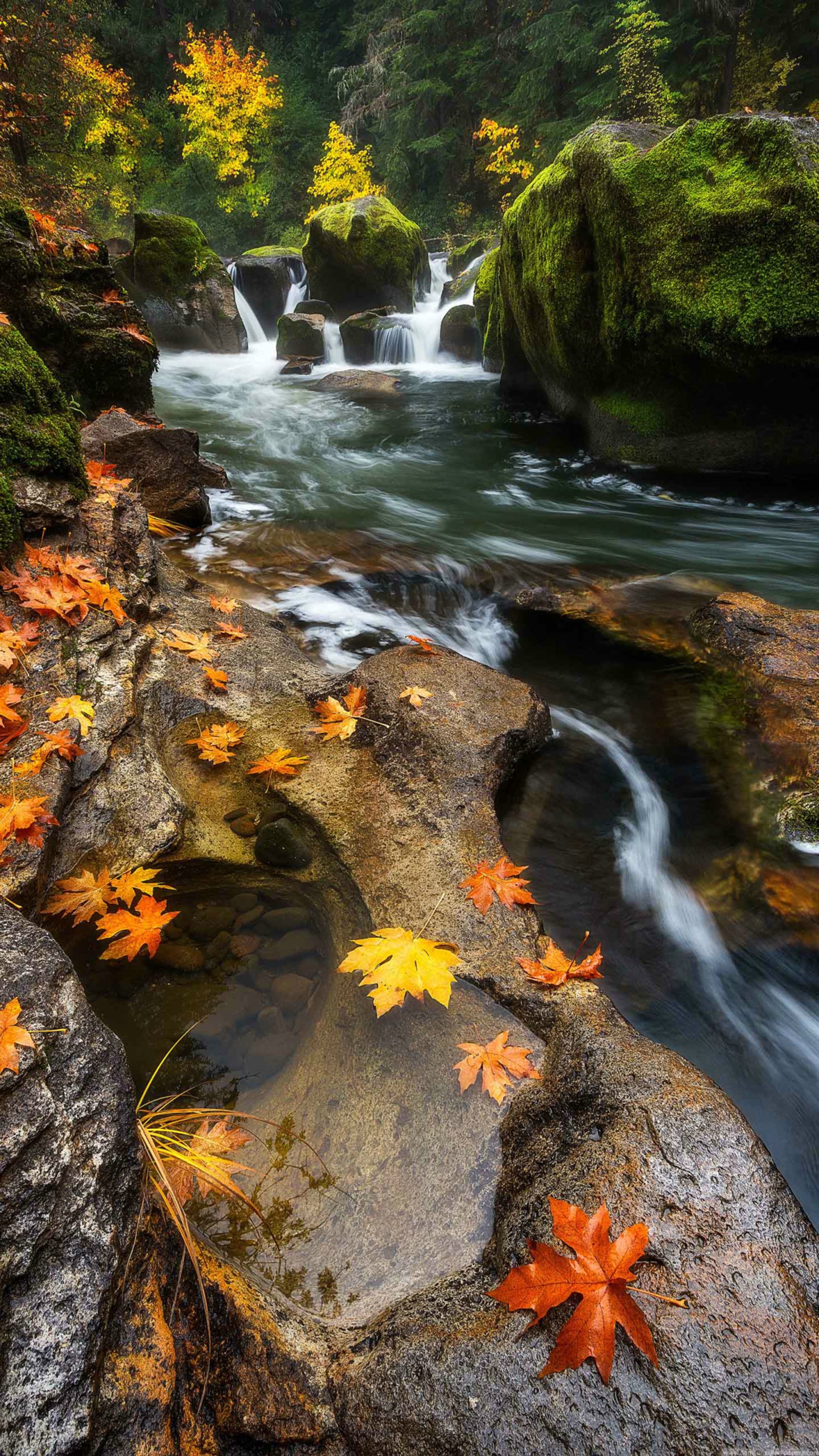 forest, hd, landscape, leaves, natural wallpaper