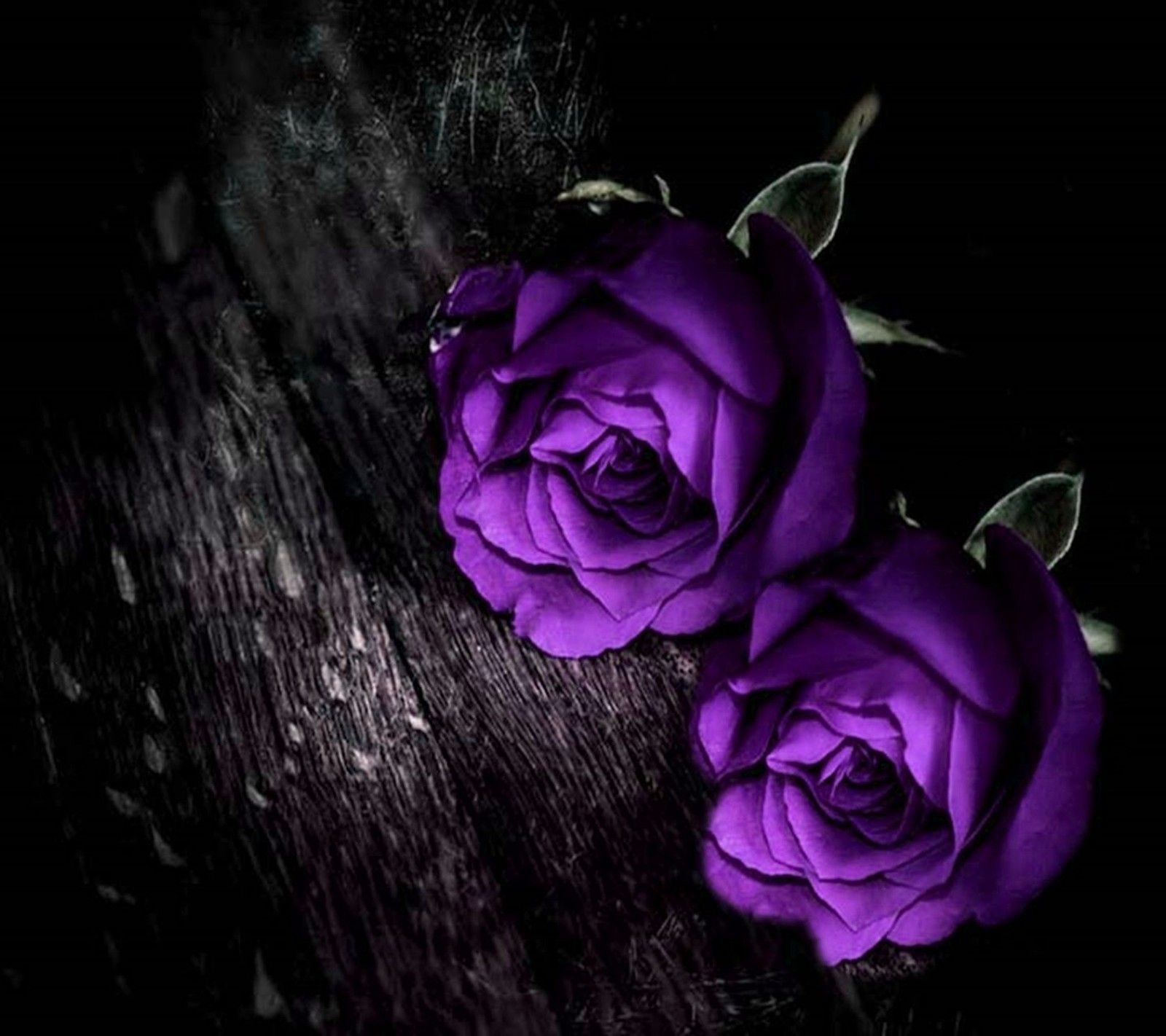 Purple roses on a wooden table with a black background (purple, roses)