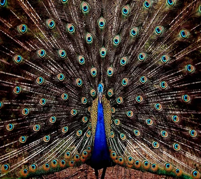 feder, hd pfau, pfau, peocock feather