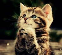 Adorable Striped Kitten Gazing at the Starry Galaxy