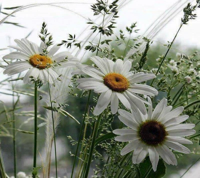 Zarte Gänseblümchen im Frühlingsblühen