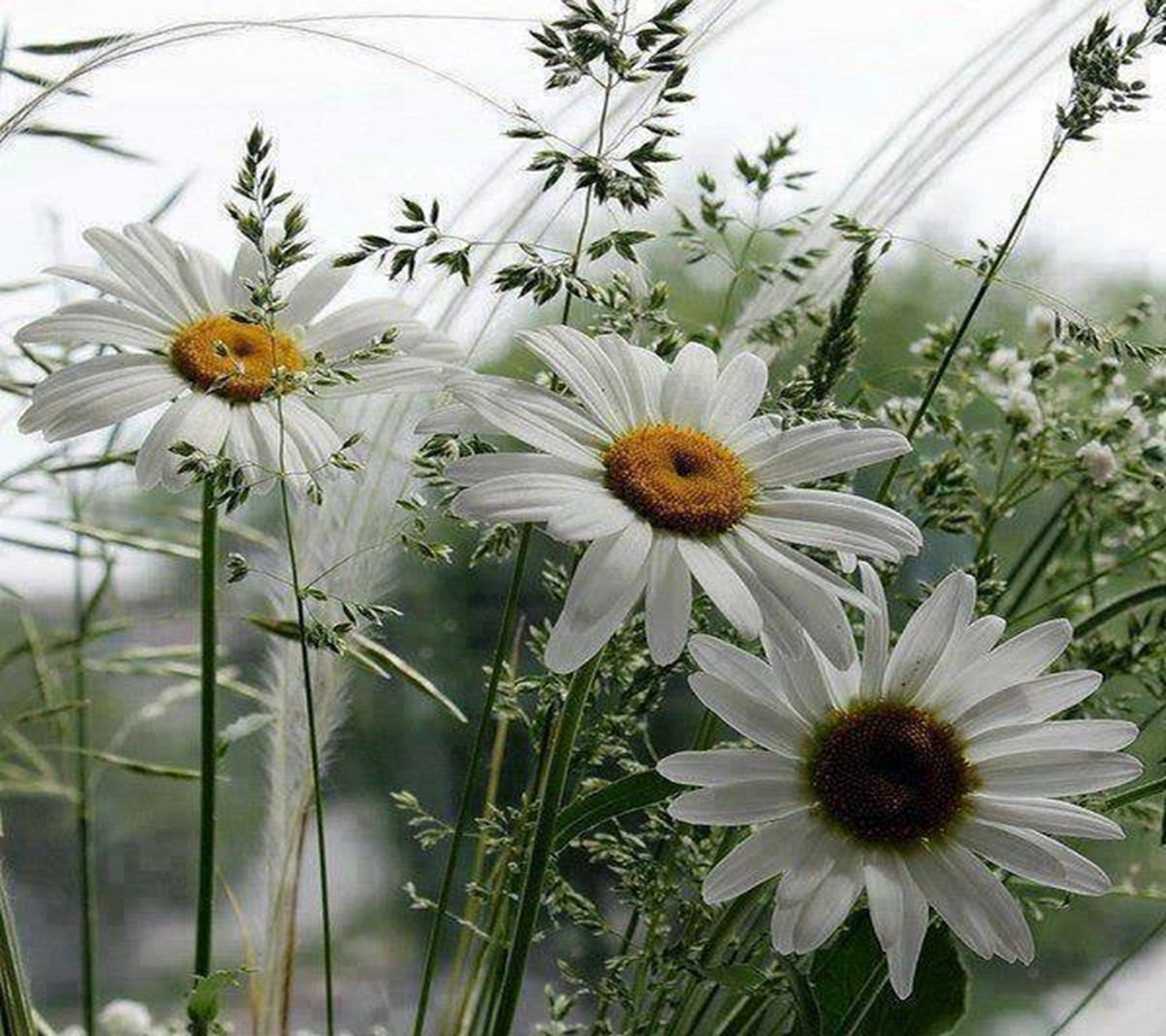 Hay muchas flores blancas en un jarrón sobre una mesa (flores, primavera)