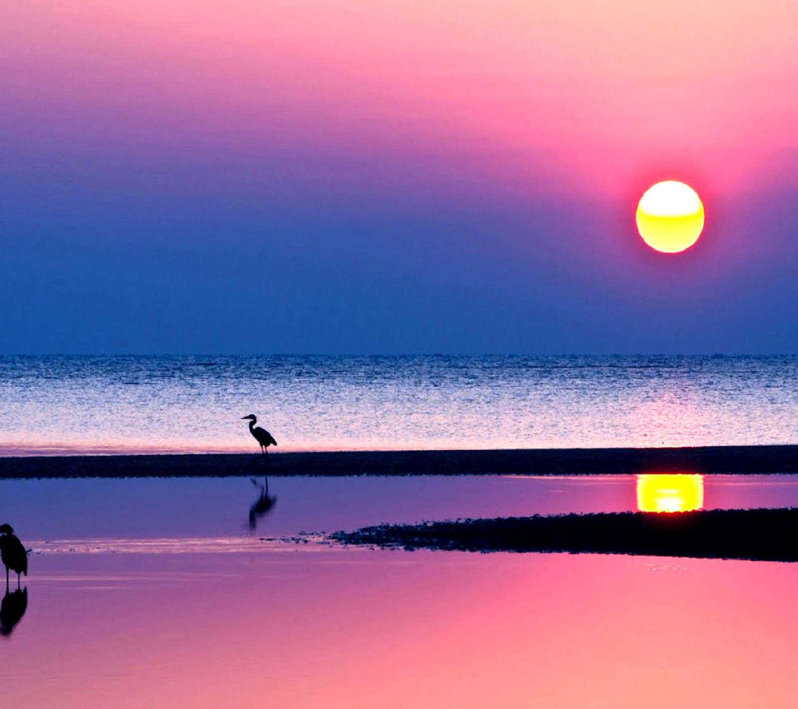 Coucher de soleil sur la plage avec un oiseau debout sur le rivage (beau coucher de soleil)