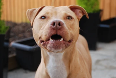 Happy Pitbull with a Playful Expression