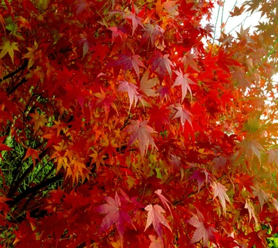 Hojas de otoño vibrantes en ricos tonos rojos