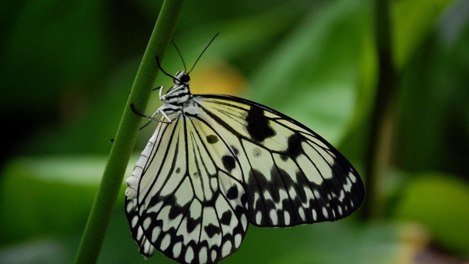 Un papillon posé sur une tige de plante (insecte, papillons de nuit et papillons, papillon, invertébré, pollinisateur)