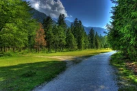 Tranquil Pathway Through Lush Wilderness