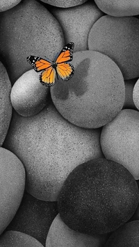 Monarch Butterfly Amidst Monochrome Pebbles