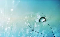 Azure Droplets on Delicate Dandelion Seeds