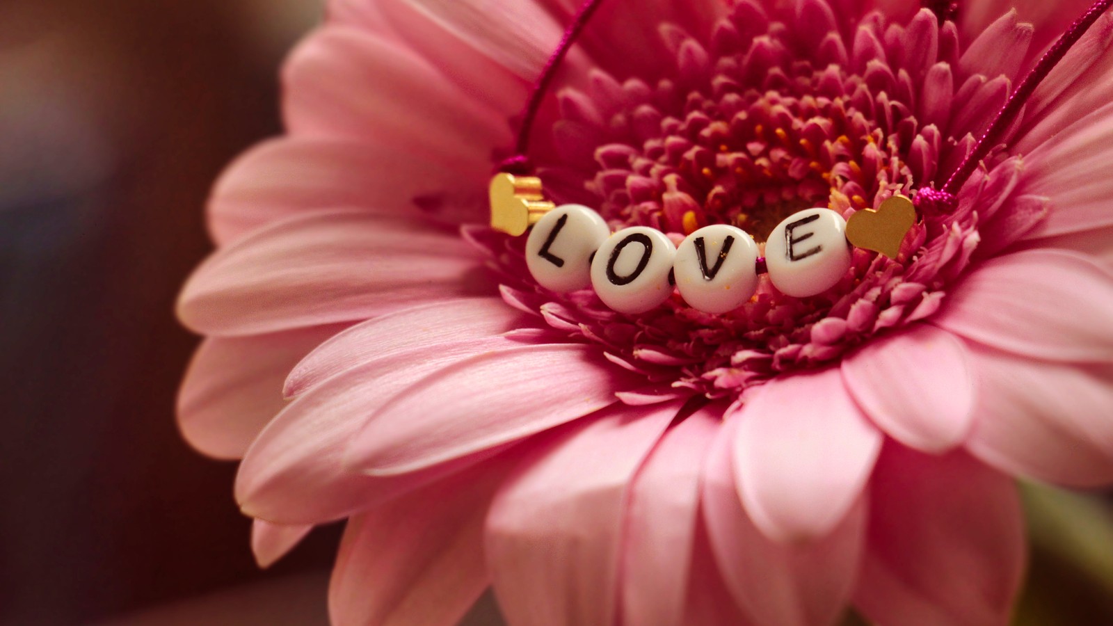 Hay una flor rosa con una palabra de cuentas en ella (palabra de amor, flor gerbera, pink gerbera, 5k, flores)