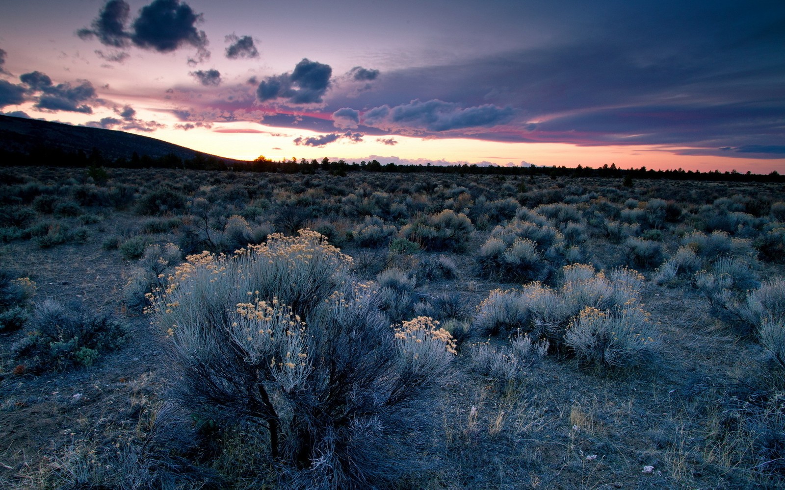 Arafed view of a field with bushes and bushes at sunset (cloud, horizon, wilderness, ecoregion, ecosystem)