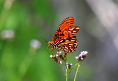 Lebendige orangefarbene Schmetterlinge bestäuben Wildblumen.