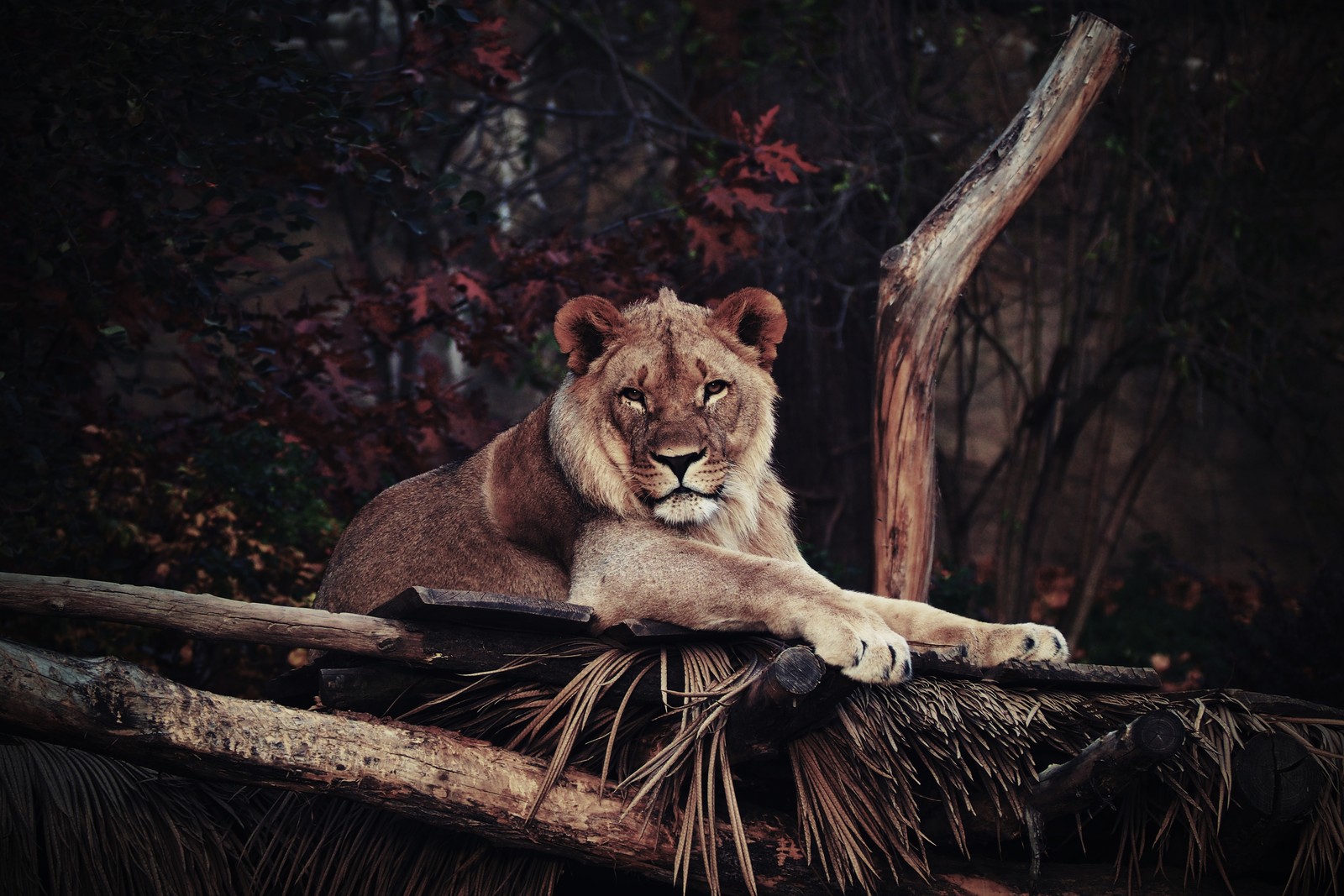 Лев лежит на бревне (лев, дикая природа, felidae, наземное животное, большие кошки)