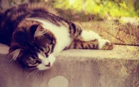 Relaxed Tabby Kitten with Soft Fur in a Natural Setting