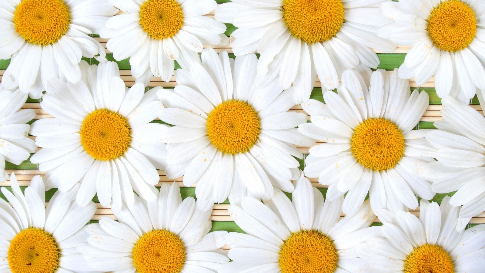 Il y a beaucoup de fleurs blanches avec des centres jaunes sur un panier en osier (marguerite commune, plante à fleurs, marguerite, chamaemelum nobile, pétale)