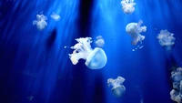 jellyfish, blue, cnidaria, water, marine biology wallpaper