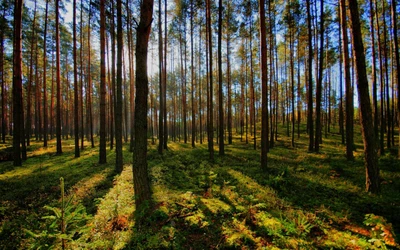 дерево, лес, лесистая местность, природа, умеренный хвойный лес