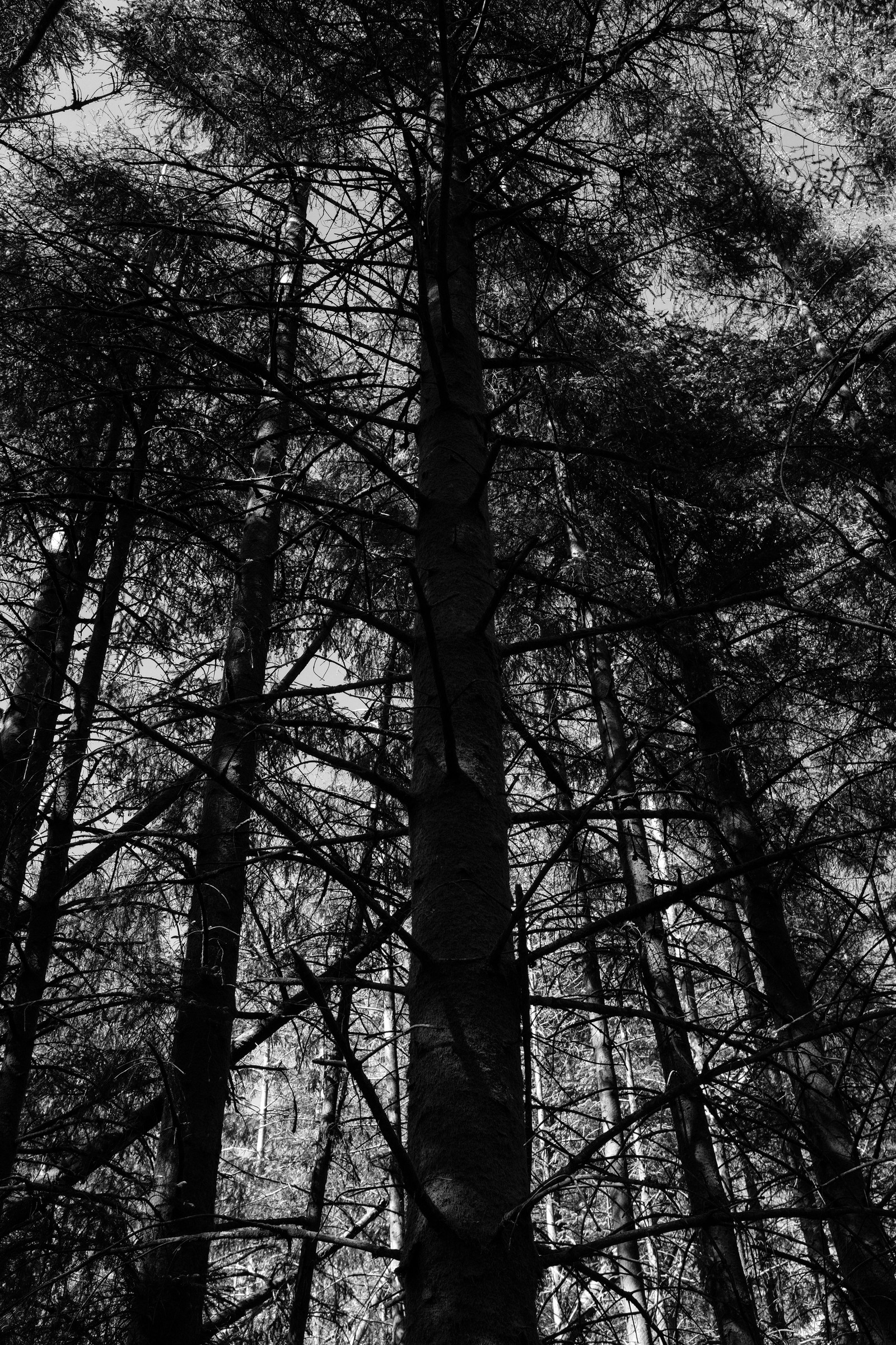 A black and white photo of a tall tree in a forest (tree, black and white, nature, black, forest)