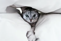 A playful American Shorthair kitten with striking green eyes peeks out from between fluffy white pillows, showcasing its soft gray tabby fur and curious expression.