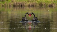 Anmutige schwarze Schwäne bilden eine Herzform auf einem ruhigen See