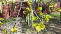 Floración de primavera: amentos de abedul y hojas verdes frescas