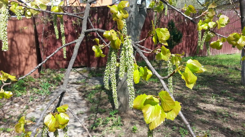 Крупный план дерева с зелеными листьями и красным забором (весна, цветущее растение, дерево, котик, цветок)