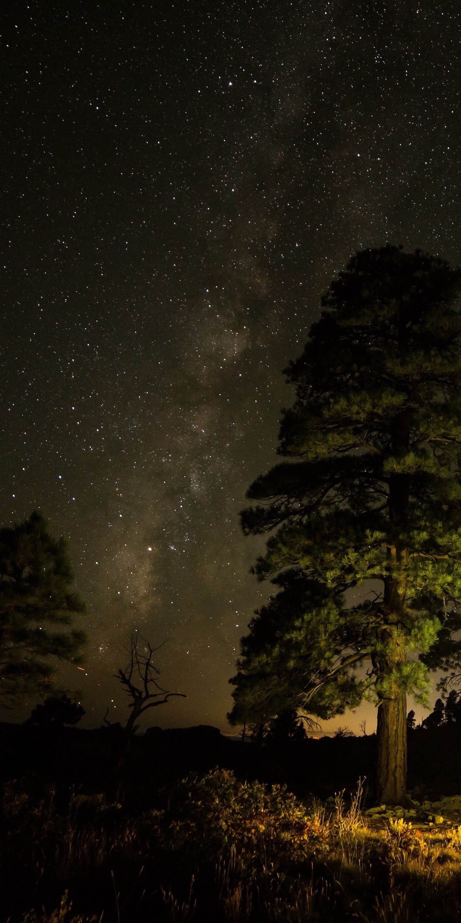 Céu estrelado à noite com uma árvore solitária e um campista (maçã, iphone, iphone x, maçãs, ios)