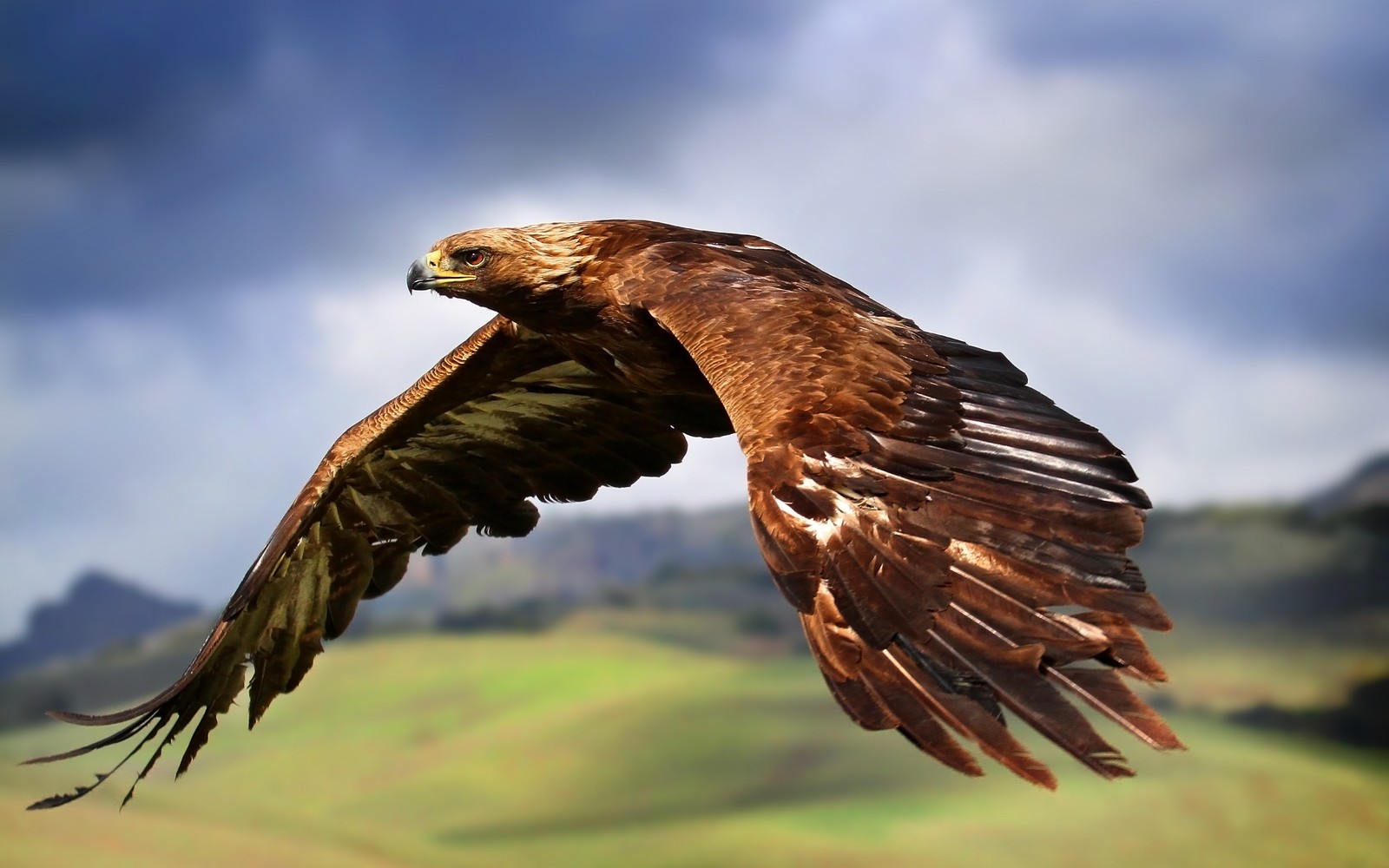 Il y a un grand oiseau qui vole dans le ciel (raptor, oiseaux de proie, oiseaux carnivores, volant, mid air)