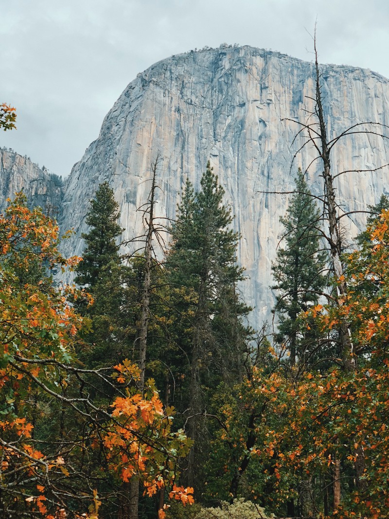 Деревья и кусты перед горой на фоне неба (калифорния, california, сша, usa, долина йосемити)