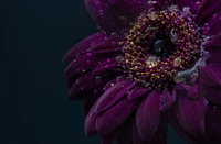 Flor de gerbera roxa vibrante com gotas de chuva em fundo escuro