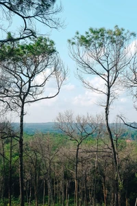 Uma paisagem serena que exibe uma mistura de árvores nuas e frondosas contra um fundo de vegetação exuberante e um céu azul, destacando o contraste entre o crescimento antigo e a nova vida em um ambiente florestal.