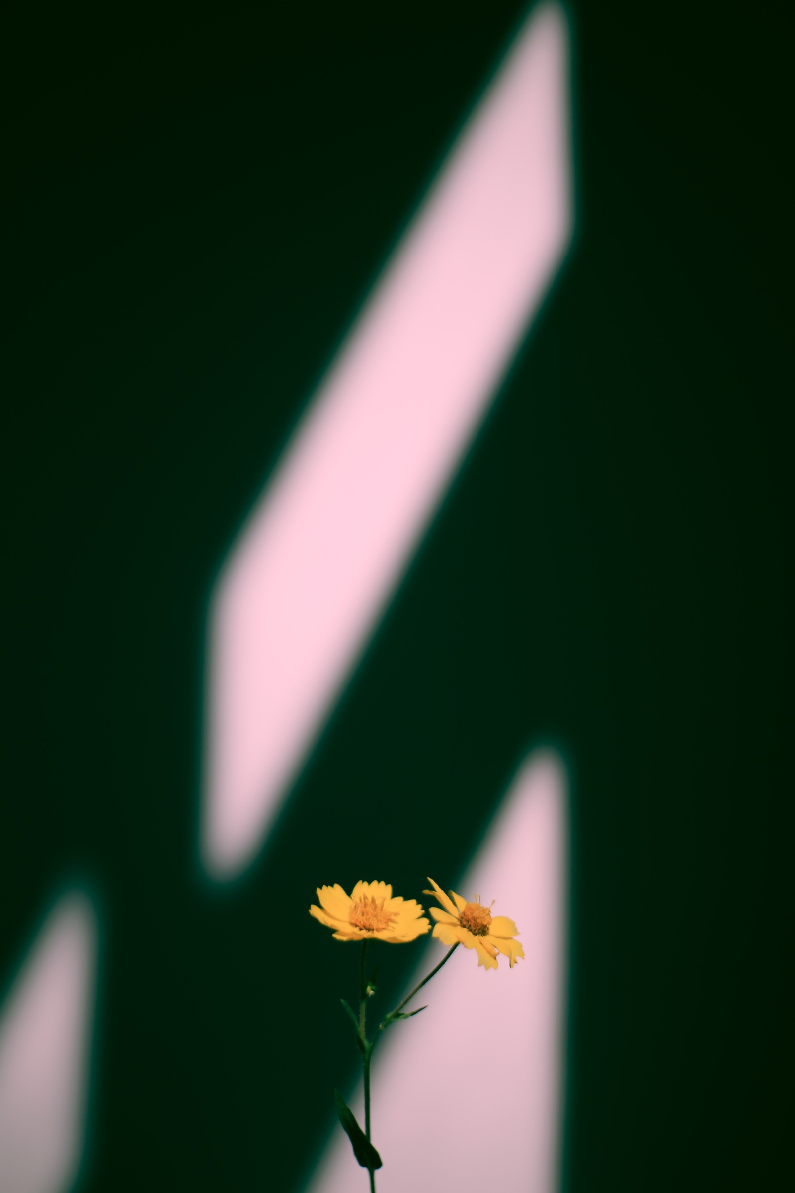 There is a yellow flower in a vase with a shadow on the wall (macro, darkness, yellow, plant, petal)