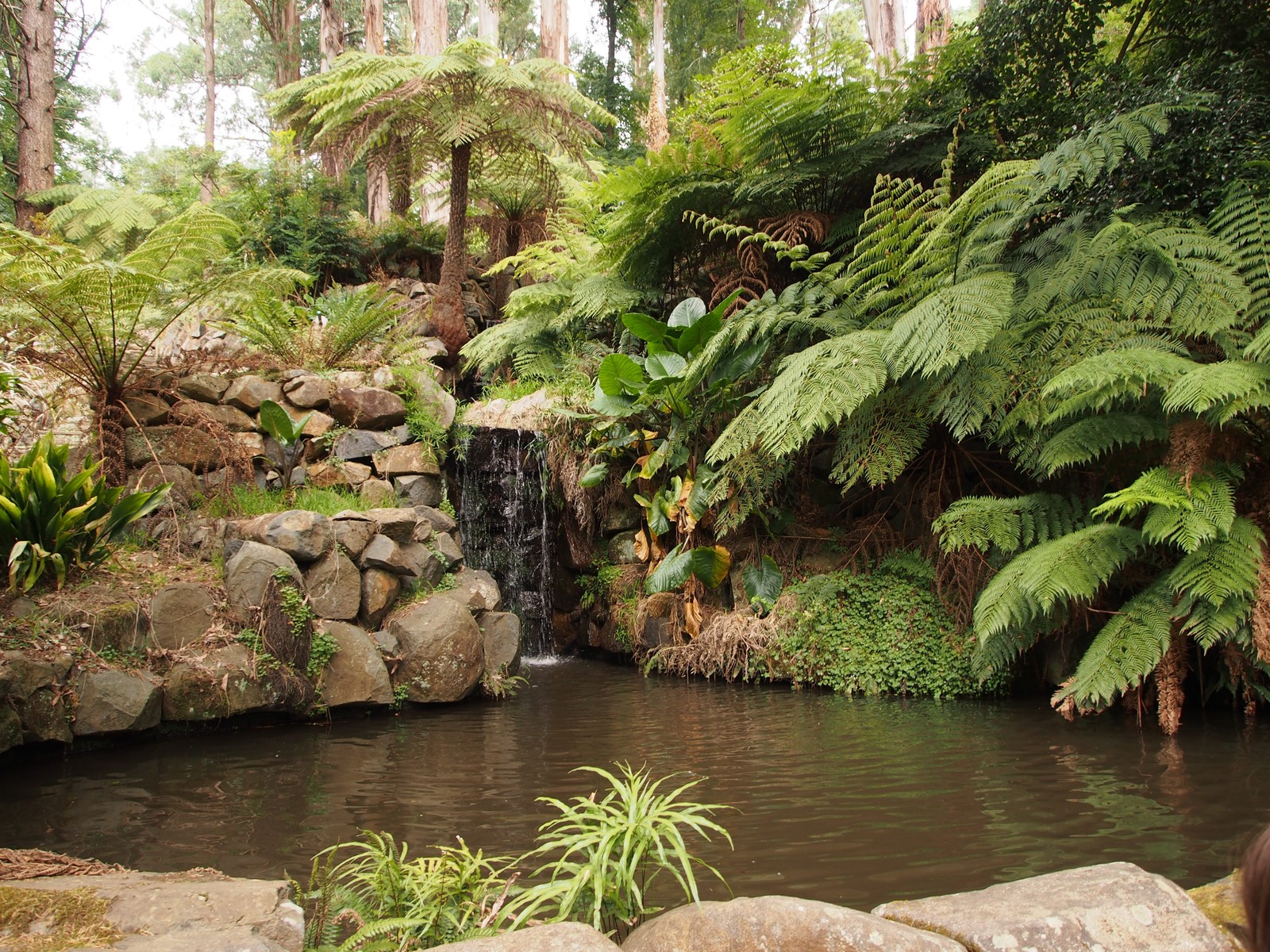 There is a small waterfall in the middle of a pond (botanical garden, garden, nature, vegetation, natural landscape)