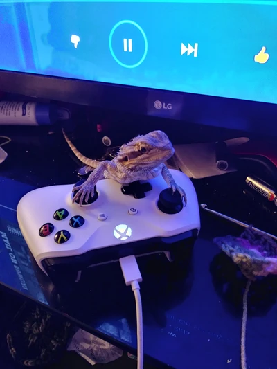 Dragón barbudo relajándose en el controlador de Xbox: un compañero de juego único