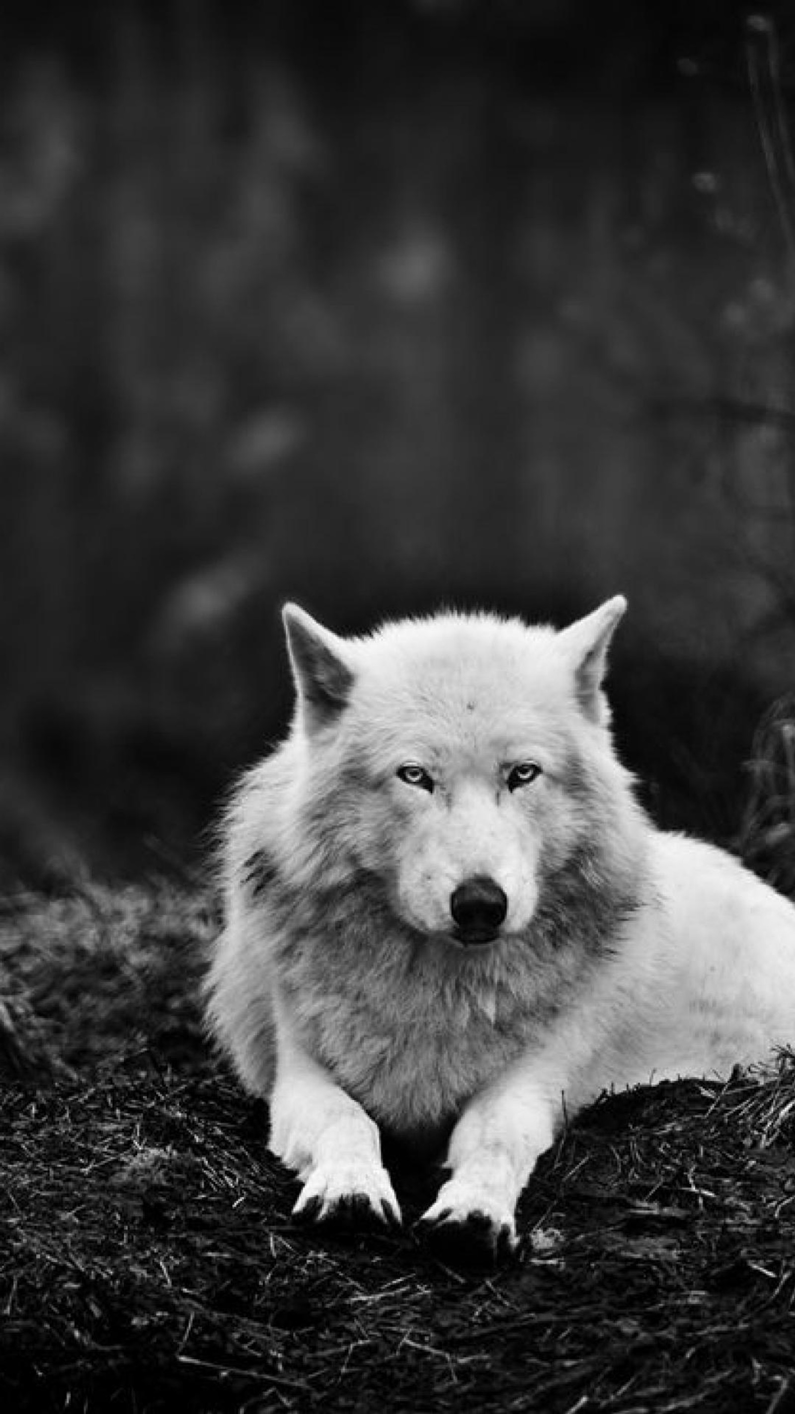 A black and white photo of a wolf laying down in the grass (gray wolf, wolf)