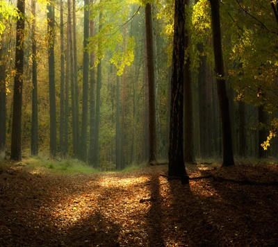 Sonniger Waldweg durch herbstliches Laub