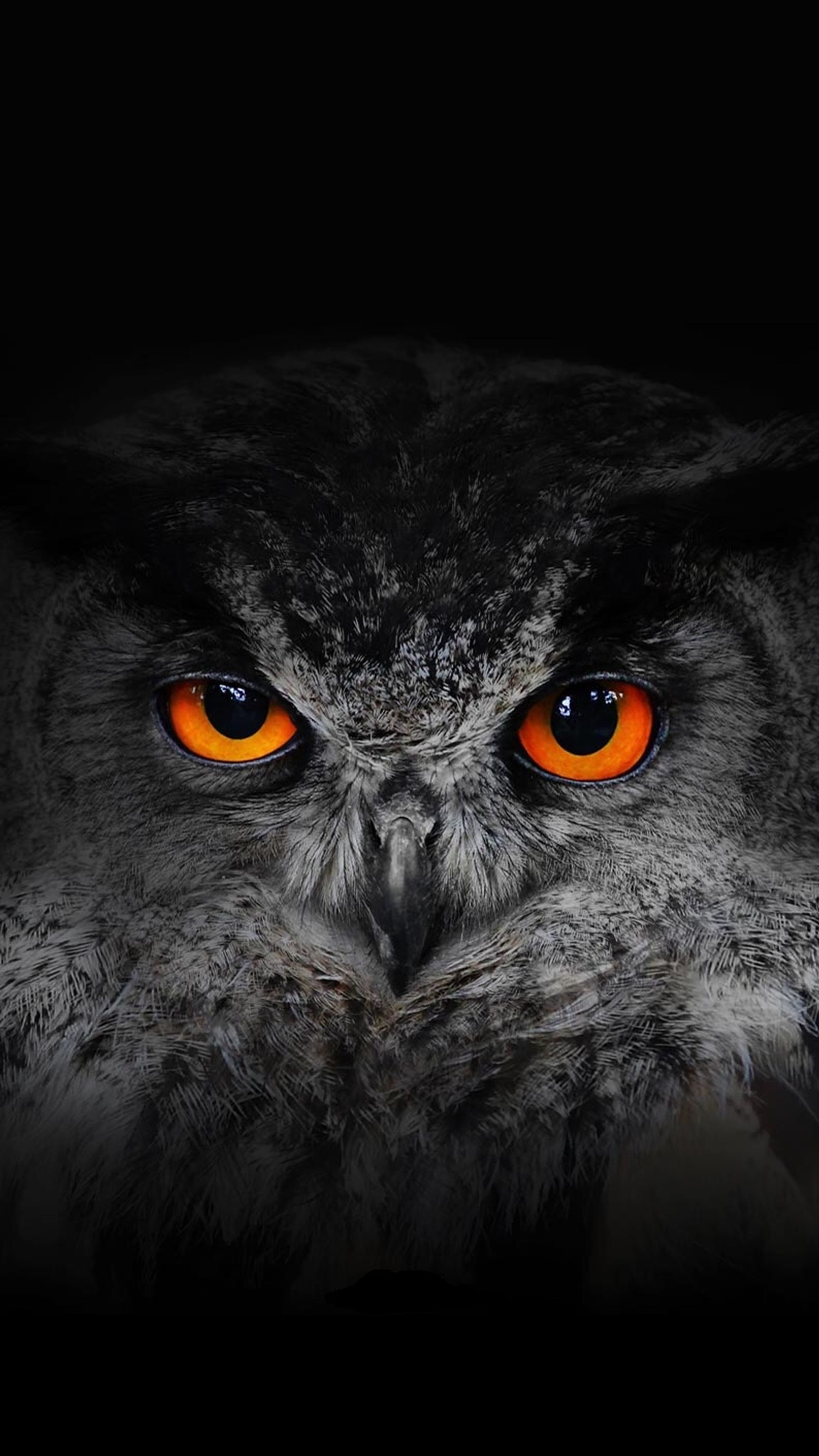 There is a close up of an owl with orange eyes (eyes, owl)