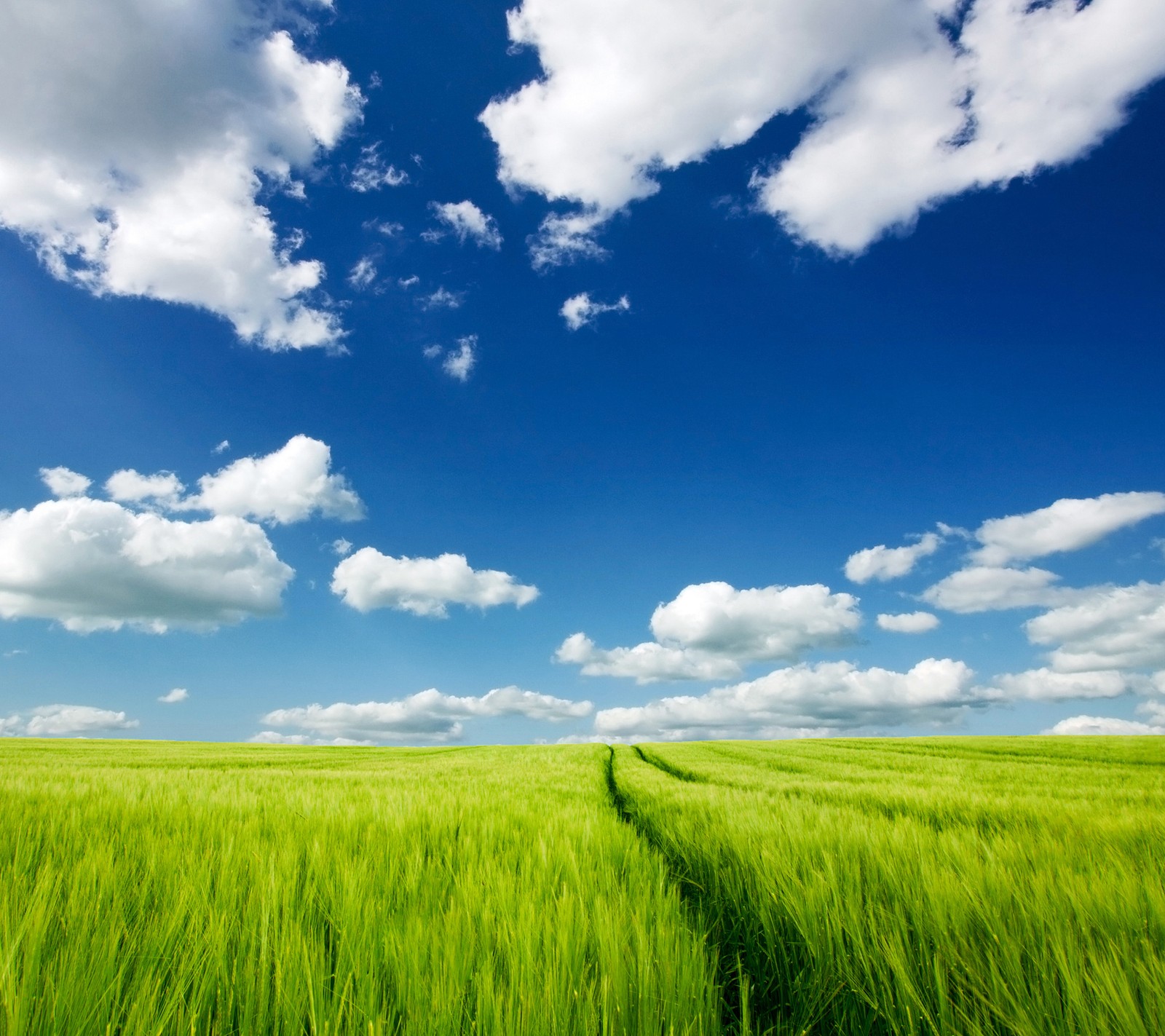 blue, cloud, colors, field, green Download Wallpaper