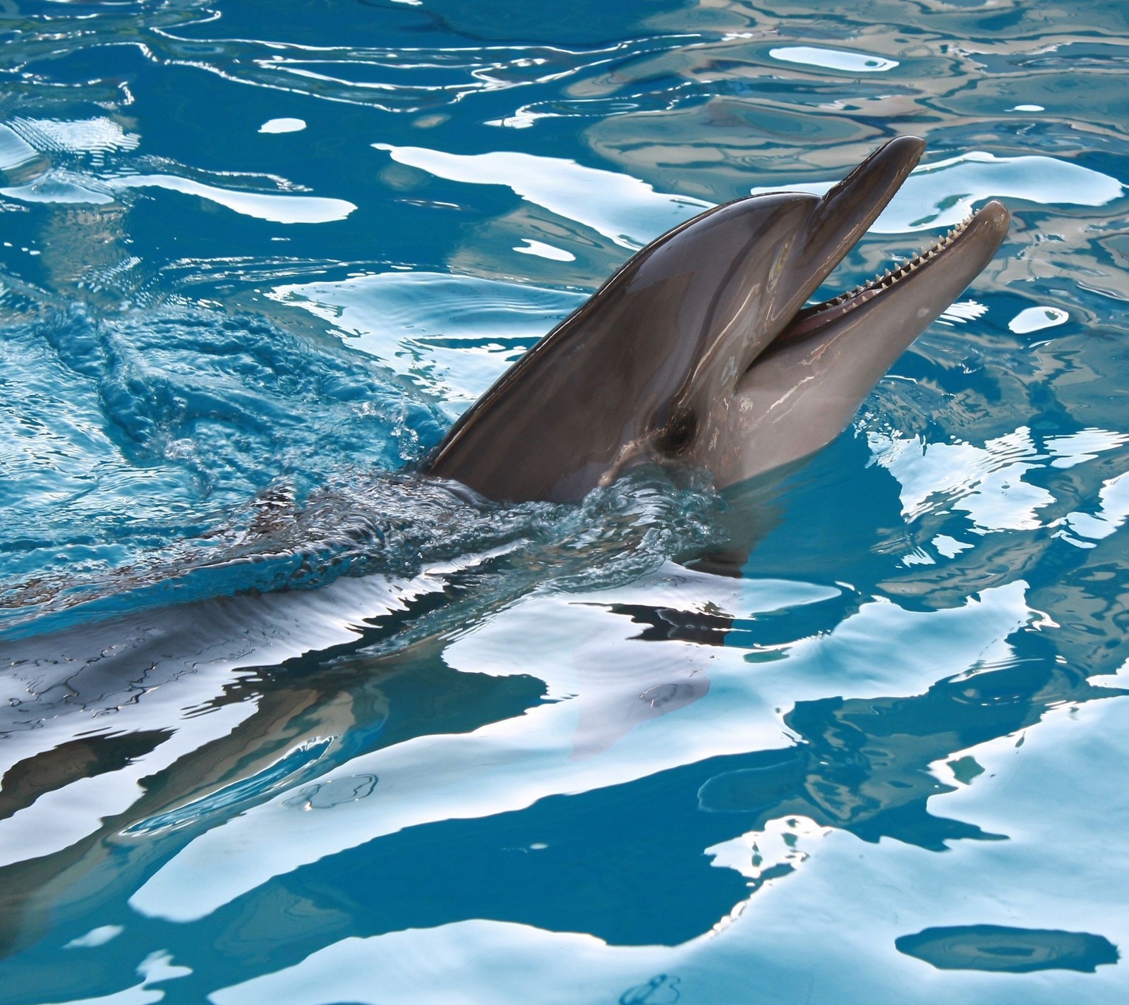 Dolphin with mouth open in water with blue water and white water (animal, hd, pool, water)