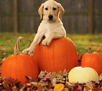 autumn, dog, guardian, helloween, napkin wallpaper