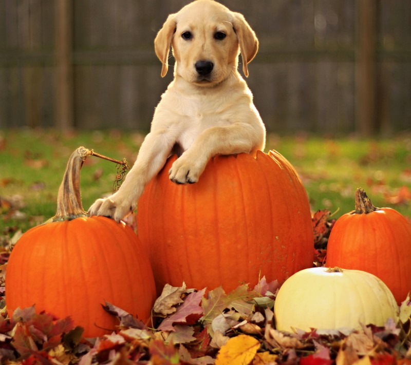 Há um cachorro sentado em uma abóbora com outras abóboras (outono, cachorro, guardião, halloween, helloween)