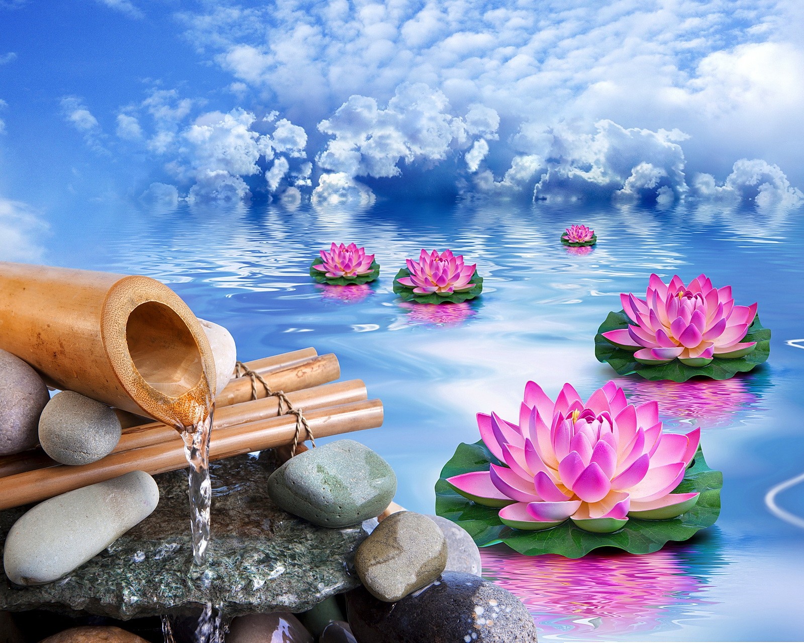 There are many pink flowers and water lils in the water (bamboo, flower, lily, stones, water)