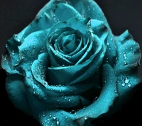 bleu, rose