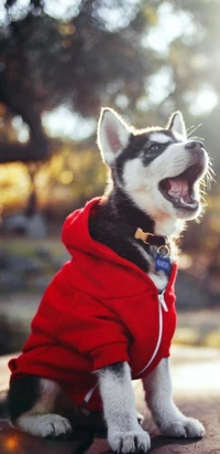 Adorable chiot husky dans un hoodie rouge